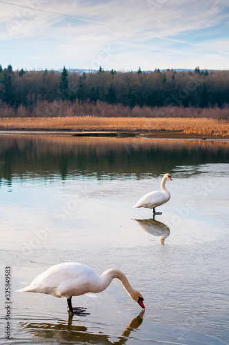 portrait of beautiful white swans on big lake with beautiful sky