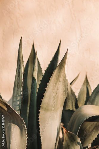 Close up of cactus plant