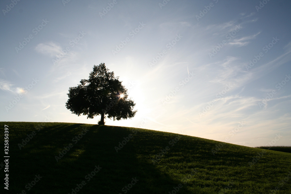 lonely tree in the field