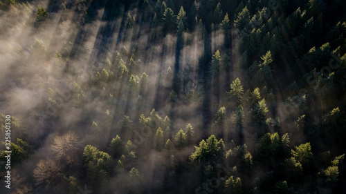 Pine trees cut lines in the morning fog photo
