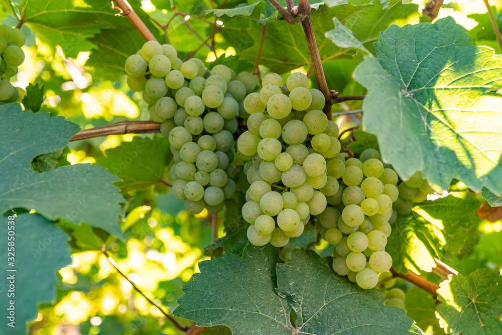 Grapes on a branch