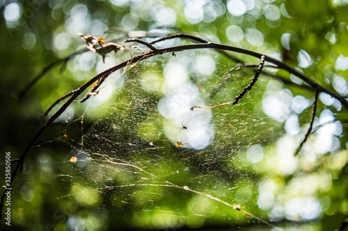 Twigs with spider on cobweb on a blurred spring forest background photo