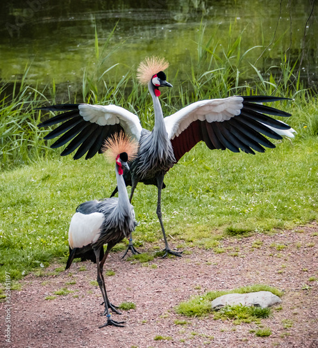west african crowned crane