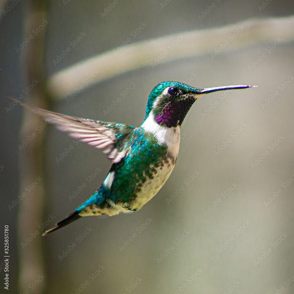 Fototapeta premium hummingbird green and purple neck flying