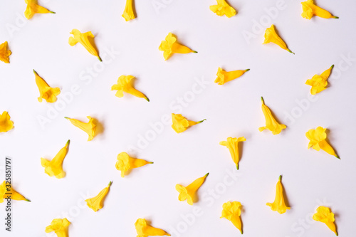 Flat lay of yellow flower on white backdrop with .top view