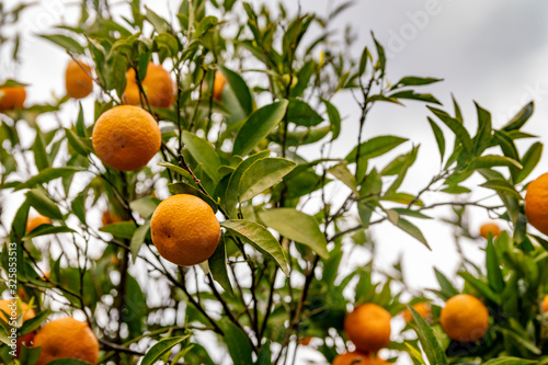 Organic and natural tangerines on tree.