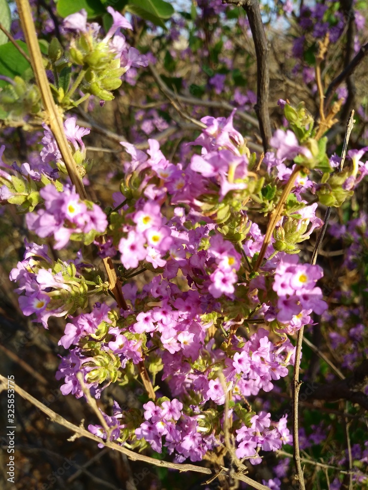 Obraz premium purple flowers in the garden