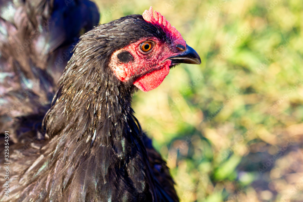 Black chicken with a red face