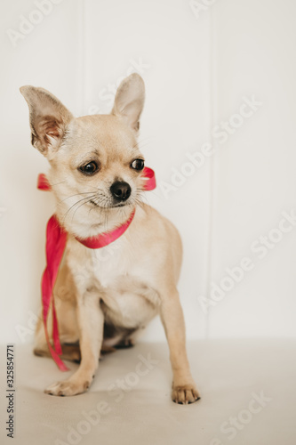 Closeup portrait of small funny beige mini chihuahua dog, puppy girl with pink ribbon © tselykh