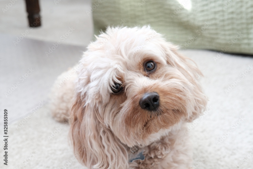 sweet shaggy puppy dog up close portrait