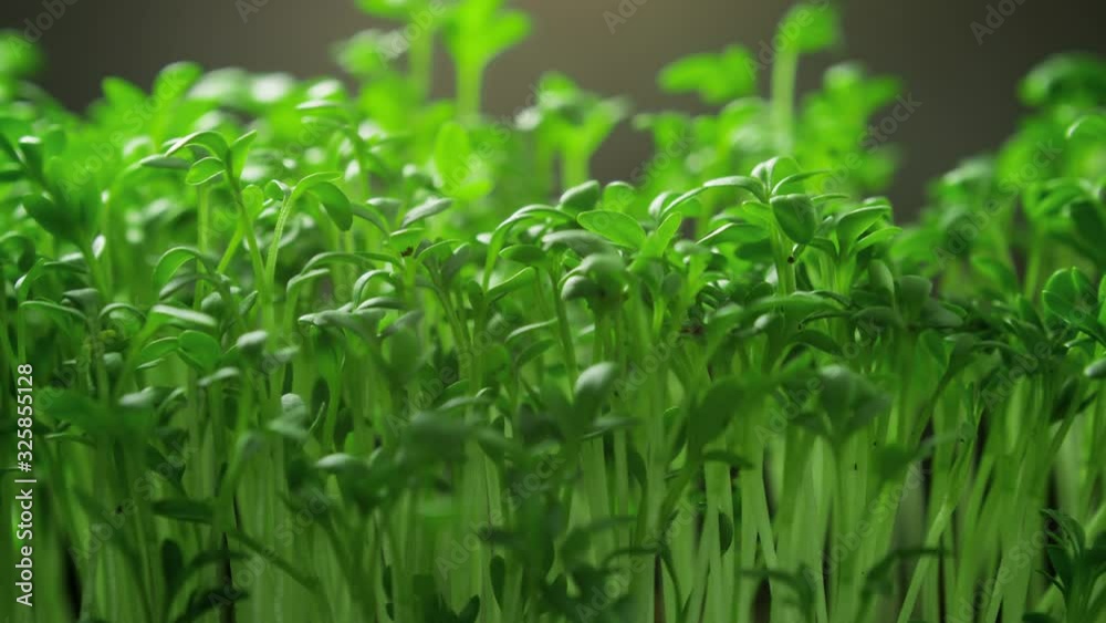 Close-up microgreens plants growing in timelapse, sprouts germination newborn cress salad plant reaches for light in greenhouse agriculture Close-up microgreens plants growing in timelapse, sprouts germination newborn cress salad plant reaches for light in greenhouse agriculture