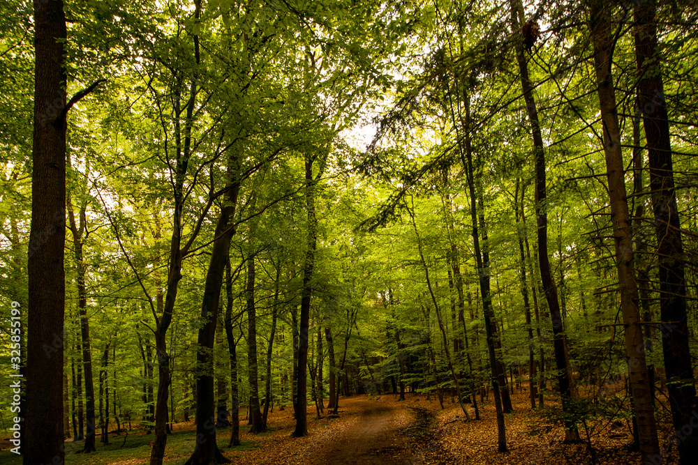 Obraz premium autumn in the forest, Oldenburg 