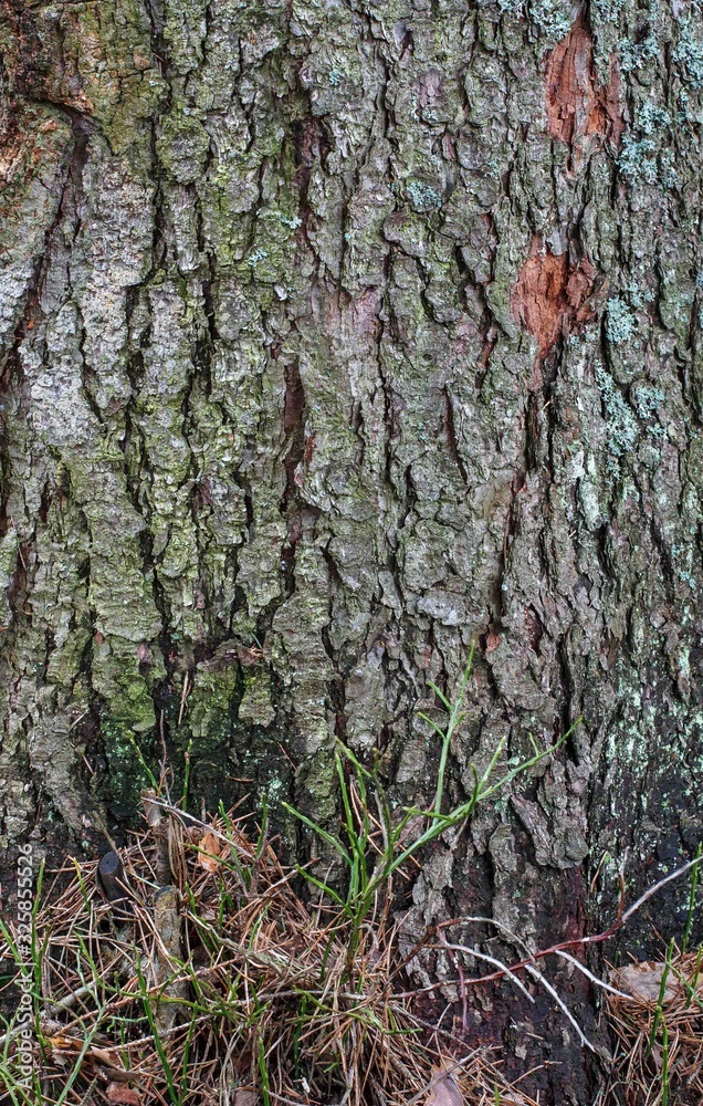 Fragment of a tree trunk with a bark texture in a forest with growing grass