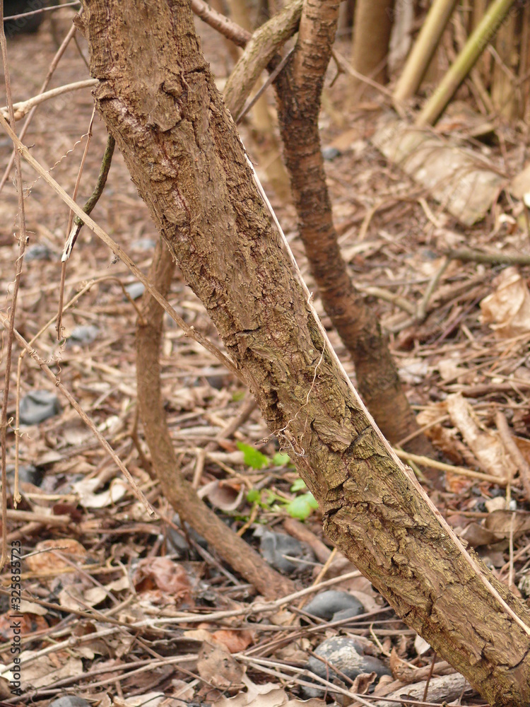 textured with textured bark of old vines from wild grape vines with more shoots textured with textured bark of old vines from wild grape vines with more shoots