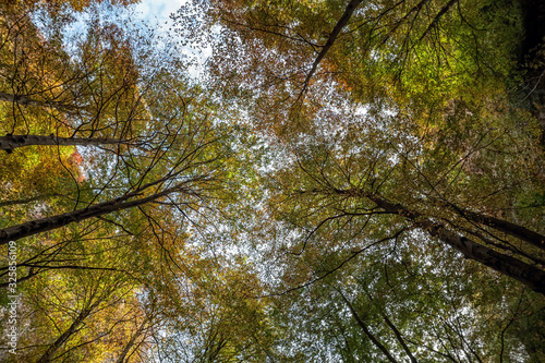 Beech Trees Forest From Below In Autumn 