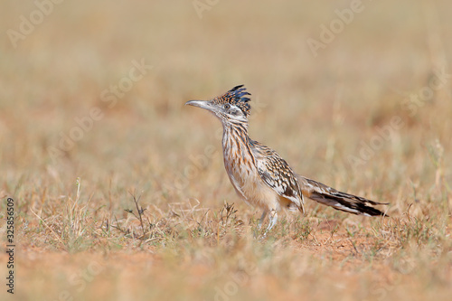 Greater Roadrunner (Geococcyx californianus), South Texas, USA
