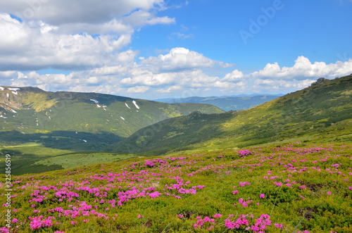 Spring in mountains with flowers blooming.