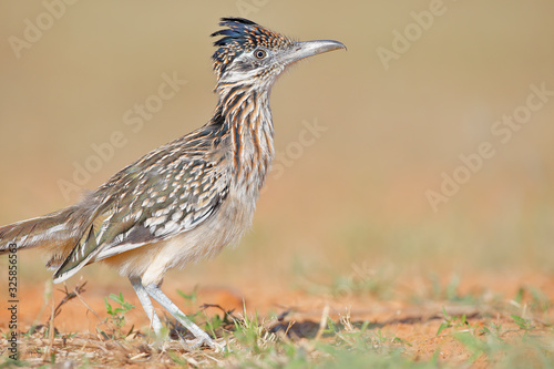 Obraz na płótnie Greater Roadrunner (Geococcyx californianus), South Texas, USA
