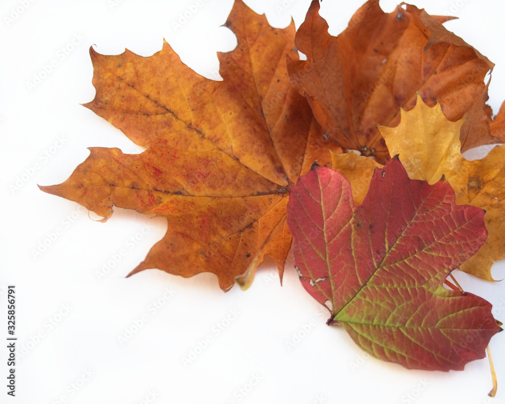 Fototapeta premium autumn leaves against a white background