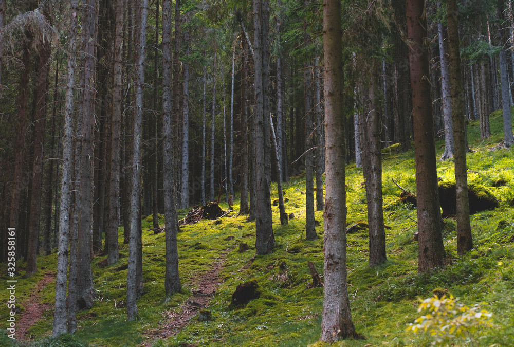Obraz premium path in forest
