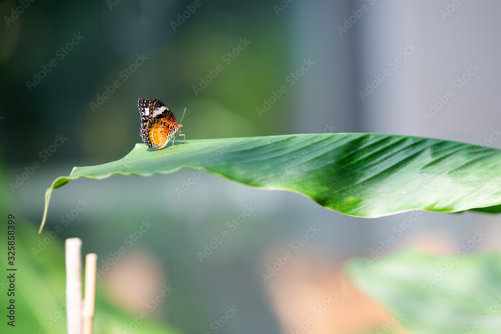 Naklejka premium Schmetterling