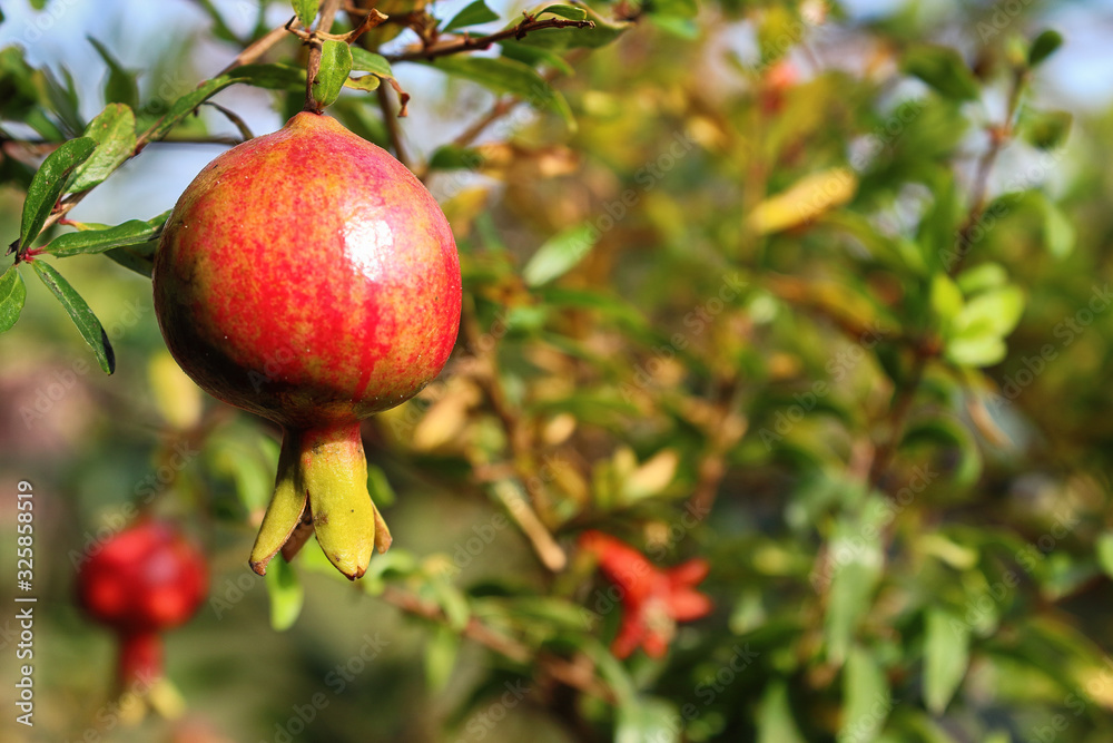 ripe pomegranate fruit ripe pomegranate fruit
