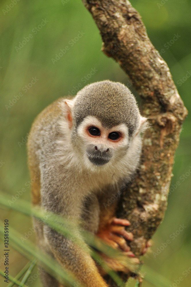 Fototapeta premium Squirrel Monkey