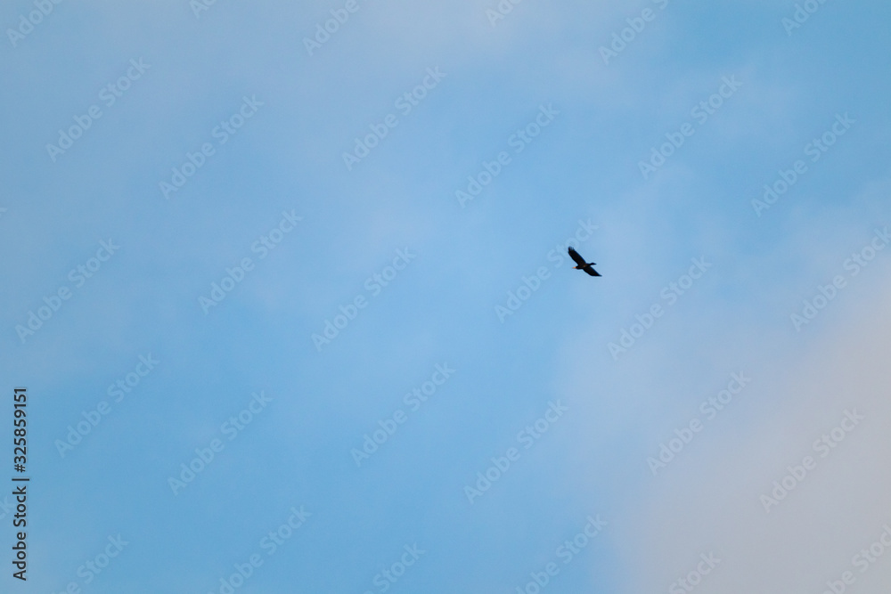 Bright blue sky and single black raven flying