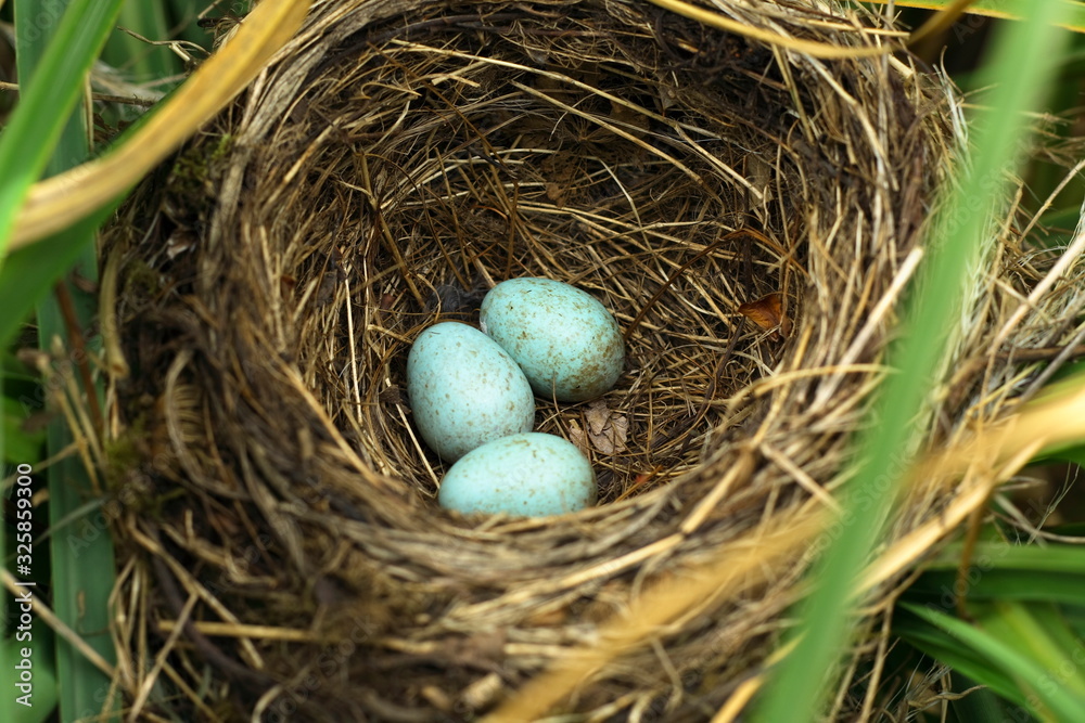 blackbird eggs in the nest blackbird eggs in the nest