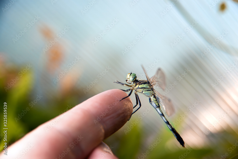 Naklejka premium Big green dragonfly on the leaves