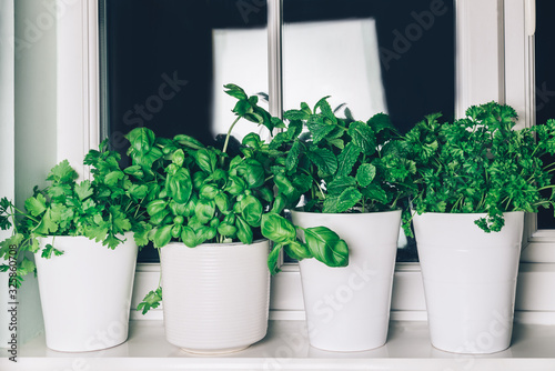 Different kind of fresh green herbs growing in the pots on the kitchen window, such as basil, mint, parsley, coriander. Kitchen live garden