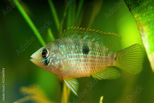 Blue acara - Andinoacara pulcher young speciman in a freshwater aquarium photo