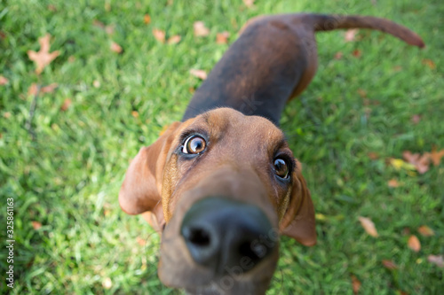 Basset Hound sniffing camera