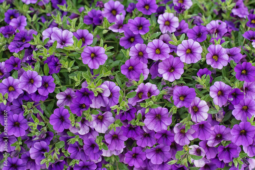 Pattern of small purple garden flowers with round petals.