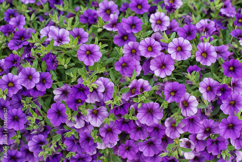 Pattern of small purple garden flowers with round petals.