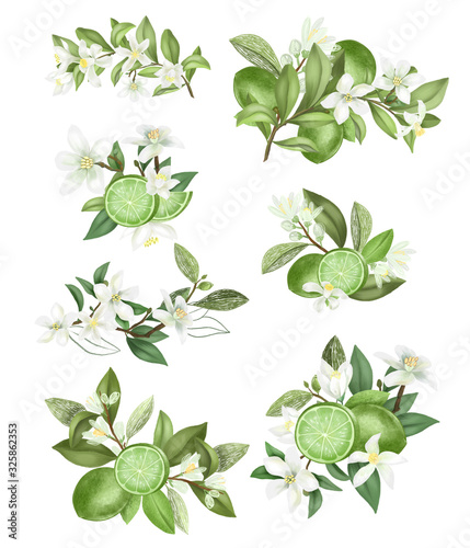 Hand drawn bouquets and compositions of blooming lime (green lemon) tree branches isolated on a white background