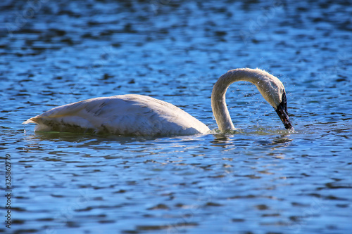 Trumpeter swan in Yellowstone National Park, Wyoming photo