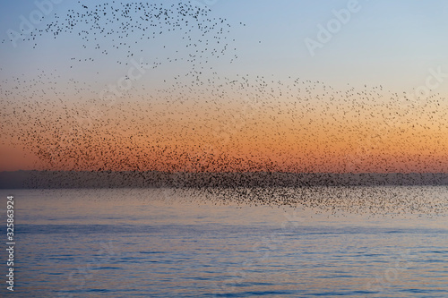 starlings during their murmurations in Brighton