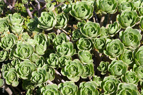 coastal plant sedeveria looking like a green rose
