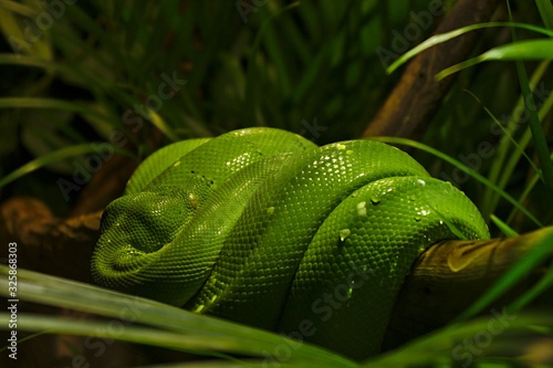 Coiled green snake