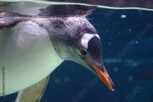 Penguin in the water