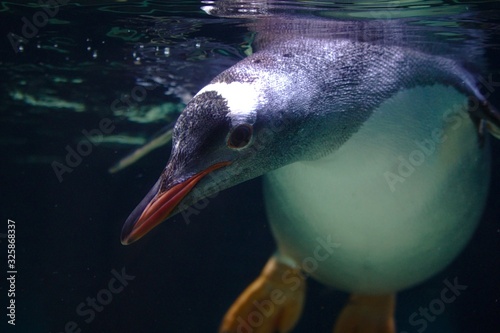 Penguin in the water