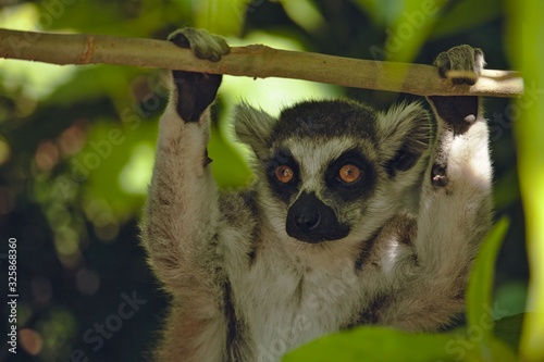 Ring-tailed Lemur at Melbourne Zoo