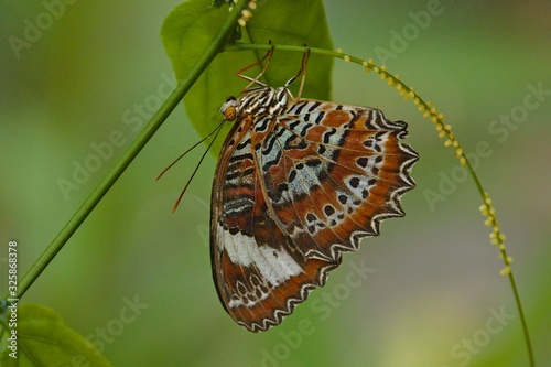 Upside Down Butterfly