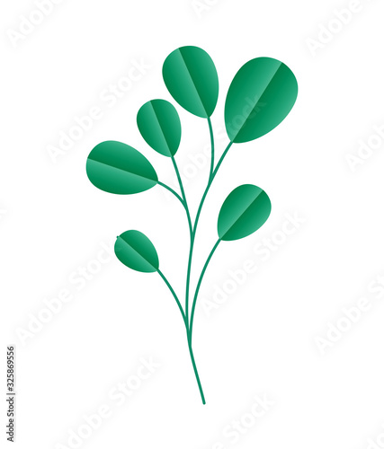 Isolated natural leaves vector design