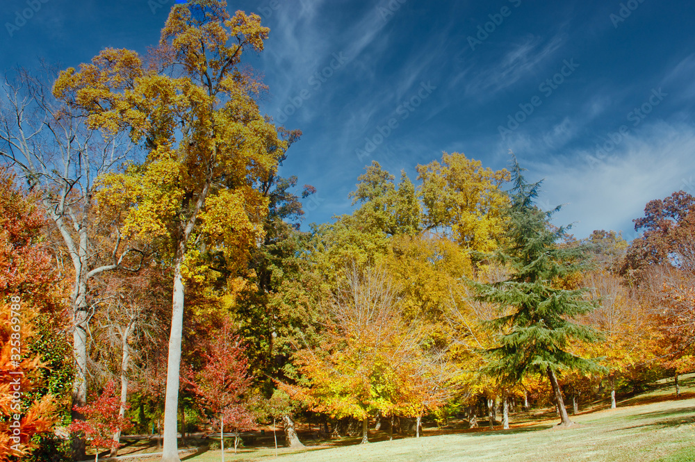 Trees on a hill in autumn under clear blue skies Trees on a hill in autumn under clear blue skies