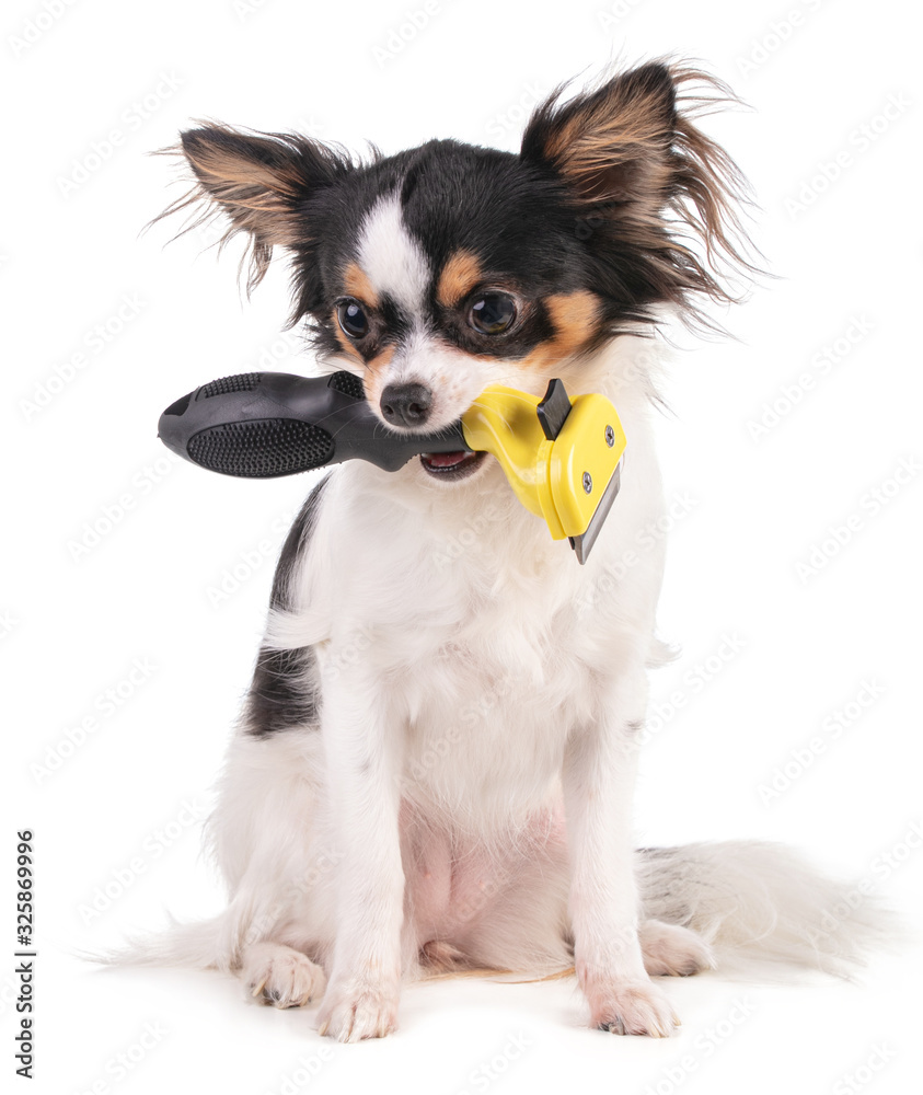 chihuaha holding a brush in her mouth