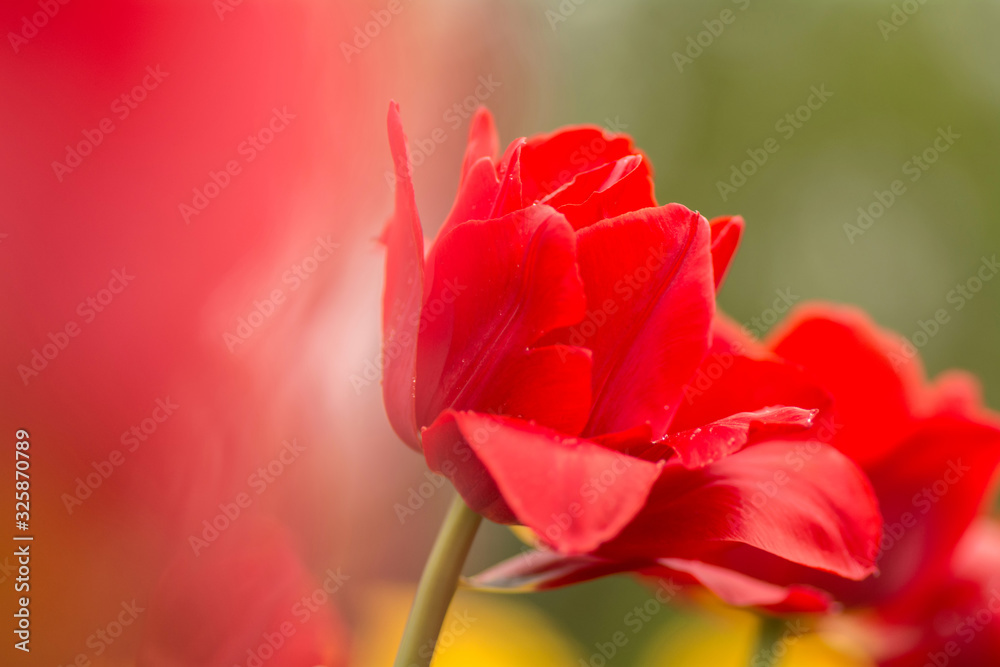 Red tulips on the field. Bright spring flowers.