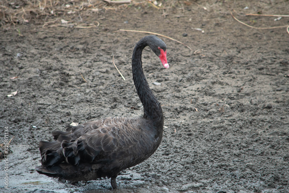 Black swan