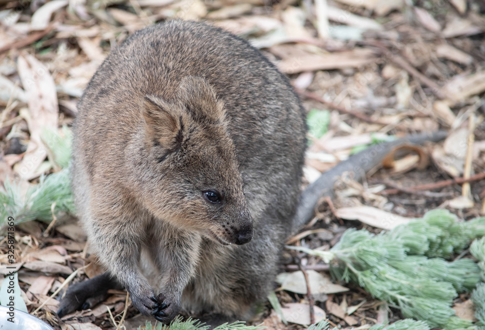 Rock wallaby Rock wallaby
